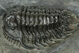 Rare Gondwanaspis Trilobite - Issoumour, Morocco #317770-2